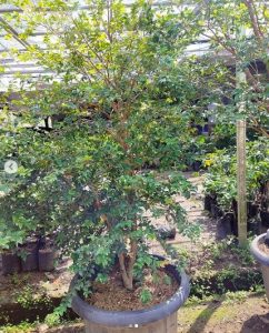 Anggur Brazil (Anggur batang) 1