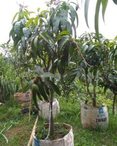 Bibit buah Mangga Kiojay 1