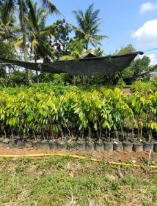 Bibit durian Musangking 1