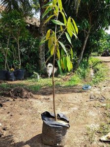 Bibit durian Musangking 2