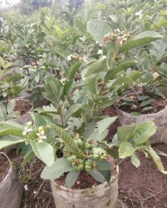 Bibit jambu kristal 1