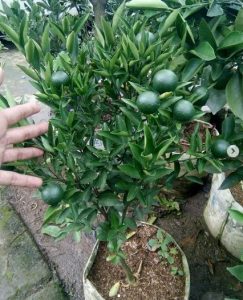 Bibit jeruk chokun 1