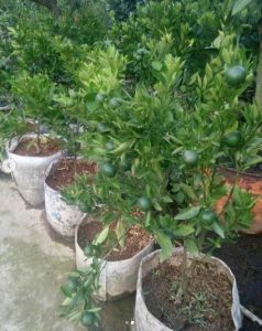 Bibit jeruk chokun 2