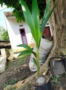 Bibit kelapa nias 1