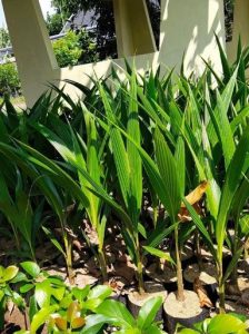Bibit kelapa nias 2