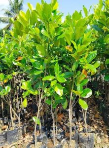 Bibit nangka sayur 1
